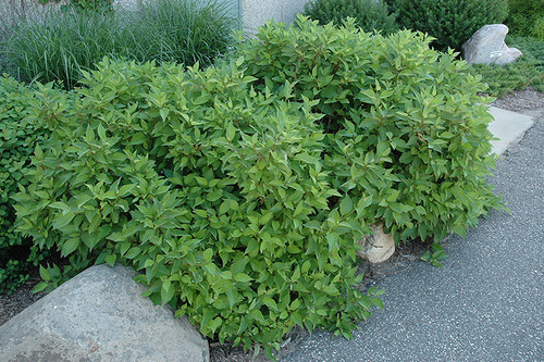 Sonic Bloom® Pink - Reblooming Weigela - Weigela florida