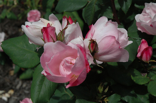 Blushing Knock Out Rose (Rosa 'Radyod' 7435.3) #3 