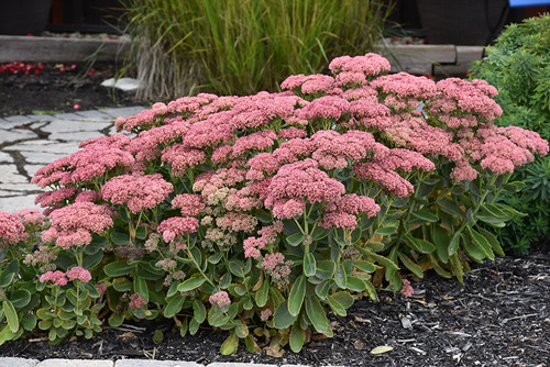 Autumn Fire Stonecrop (Sedum spectabile 'Autumn Fire' 4712.1) #1 