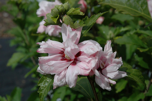 Blushing Bride Rose Of Sharon (Hibiscus syriacus 'Blushing Bride' 1543.5) #5 
