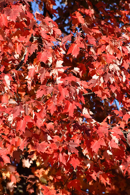 Matador Maple (Acer x freemanii 'Bailston' 0627.968) #15 8'