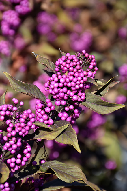 Pearl Glam Beautyberry (Callicarpa 'NCCX2' 1494.3PW) #3 PWINNER