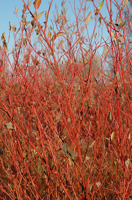 Cardinal Dogwood (Cornus sericea 'Cardinal' 1051.5) #5 