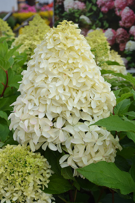 Quick Fire Fab Hydrangea (Hydrangea paniculata 'SMNHPM' 1432.3PW) #3 PWINNER