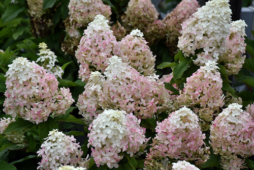 Quick Fire Fab Hydrangea (Hydrangea paniculata 'SMNHPM' 1432.3PW) #3 PWINNER