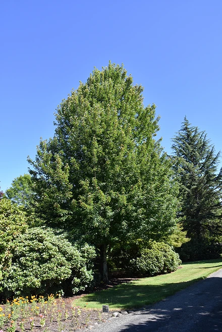 Redpointe Red Maple (Acer rubrum 'Frank Jr.' 0655.91+) #15 1.25"