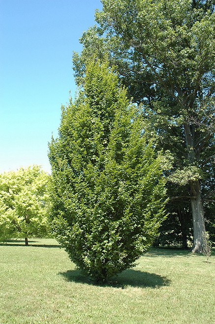 Frans Fontaine Hornbeam (Carpinus betulus 'Frans Fontaine' 0121.968) #15 8'