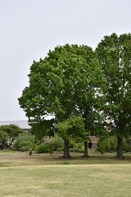 Red Oak (Quercus rubra 0530.968) #15 8'