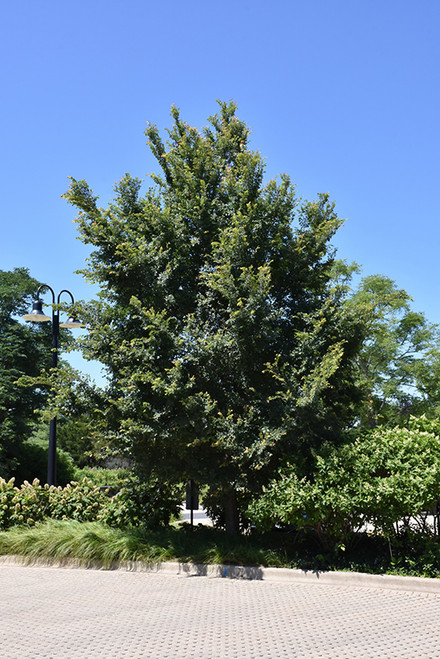 Frontier Elm (Ulmus 'Frontier' 0611.91+) #15 1.25"