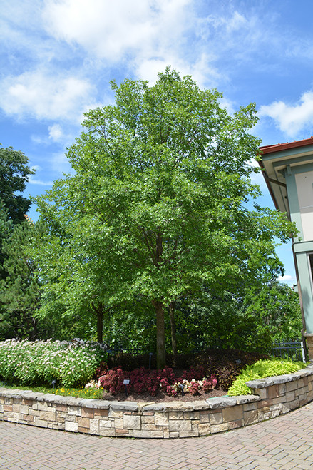 Frontier Elm (Ulmus 'Frontier' 0611.91+) #15 1.25"