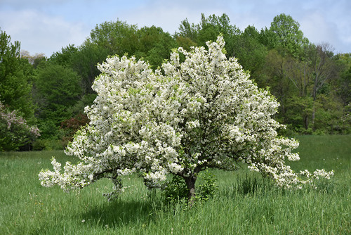 Lollipop Flowering Crab (Malus 'Lollizam' 0275.9S7) #15 48"STD