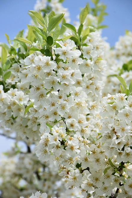 Lollipop Flowering Crab (Malus 'Lollizam' 0275.9S7) #15 48"STD