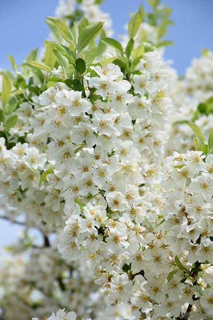 Lollipop Flowering Crab (Malus 'Lollizam' 0275.9S7) #15 48"STD