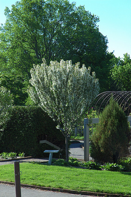 Adirondack Flowering Crab (Malus 'Adirondack' 0243.966) #15 6'