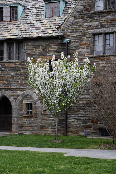 Adirondack Flowering Crab (Malus 'Adirondack' 0243.966) #15 6'