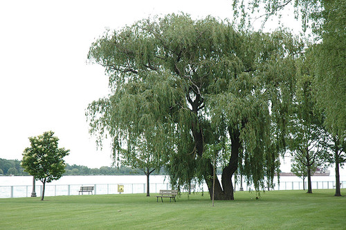 Niobe Golden Weeping Willow (Salix alba 'Niobe' 0408.966) #15 6'