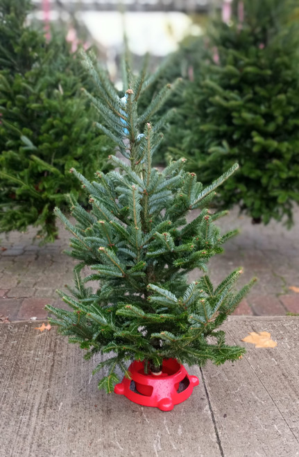  3-4' FRESH CUT CANAAN FIR TREE WITH  STAND