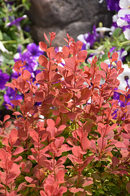Orange Rocket Japanese Barberry (Berberis thunbergii 'Orange Rocket' 1024.3) #3 