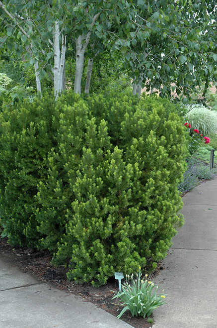 Hicks Yew (Taxus x media 'Hicksii' 2230.318) #3 18-24"