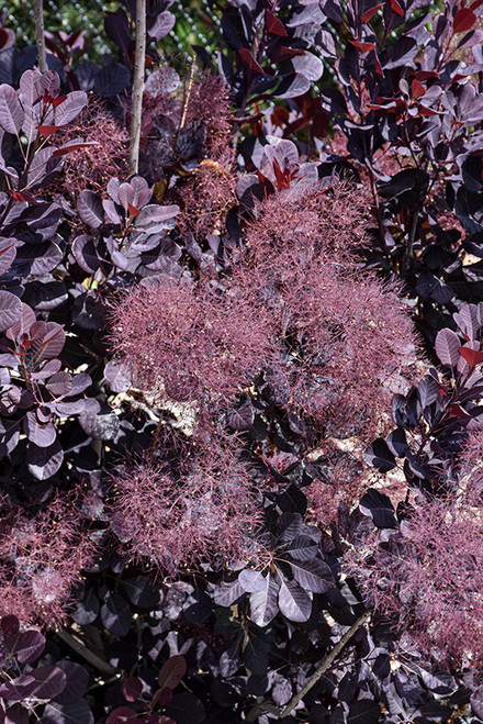 Velveteeny Purple Smokebush (Cotinus coggygria 'Cotsidh5' 1555.3) #3 