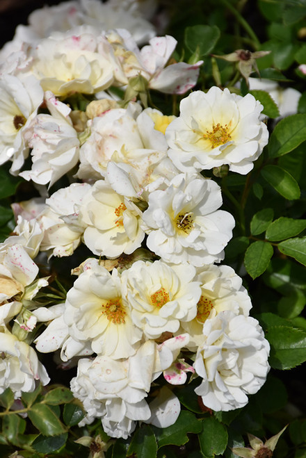 White Drift Rose (Rosa 'Meizorland' 7243.2) #2 