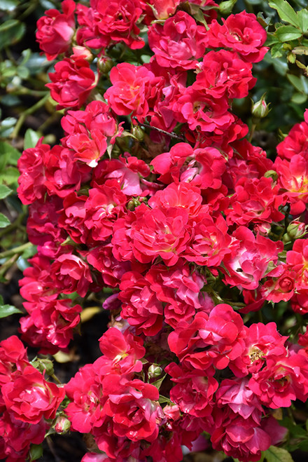 Red Drift Rose (Rosa 'Meigalpio' 7555.2) #2 