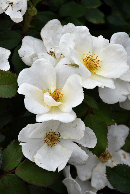 White Knock Out Rose (Rosa 'Radwhite' 7886.3) #3 