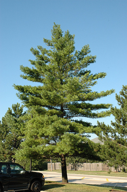 WHITE PINE #3