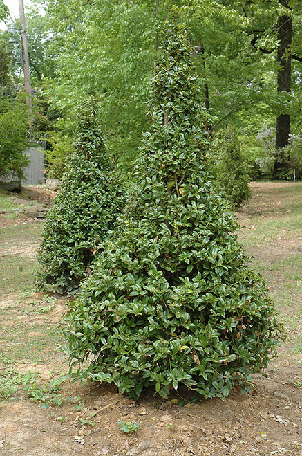 CASTLE SPIRE BLUE HOLLY #5