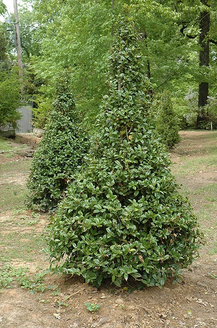 CASTLE SPIRE BLUE HOLLY #5