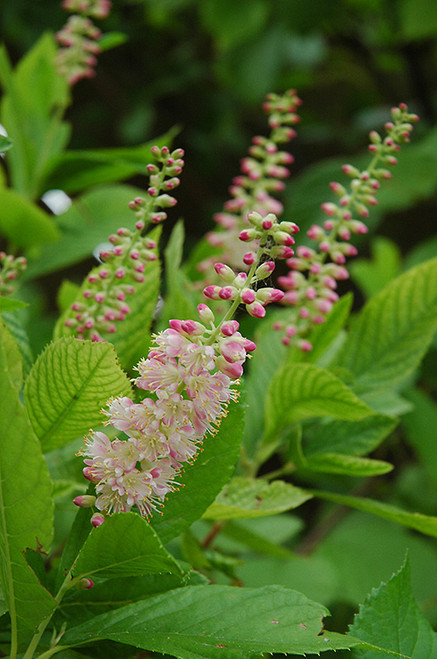 Ruby Spice Summersweet (Clethra alnifolia 'Ruby Spice' 1212.3) #3 