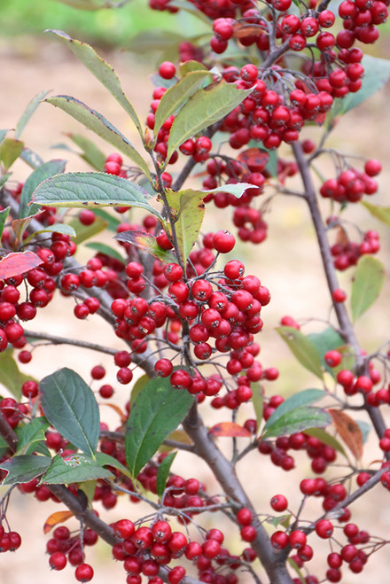 Brilliantissima Red Chokeberry (Aronia arbutifolia 'Brilliantissima' 1020.3) #3 