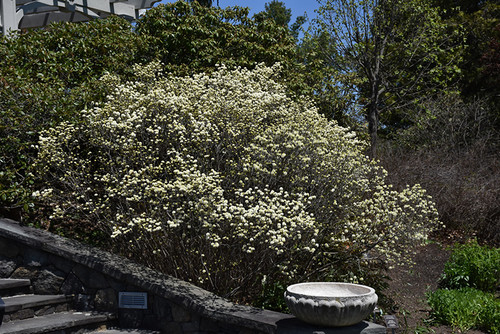 Dwarf Fothergilla (Fothergilla gardenii 1101.315) #3 15-18"