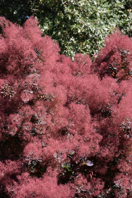 Royal Purple Smokebush (Cotinus coggygria 'Royal Purple' 1540.3) #3 
