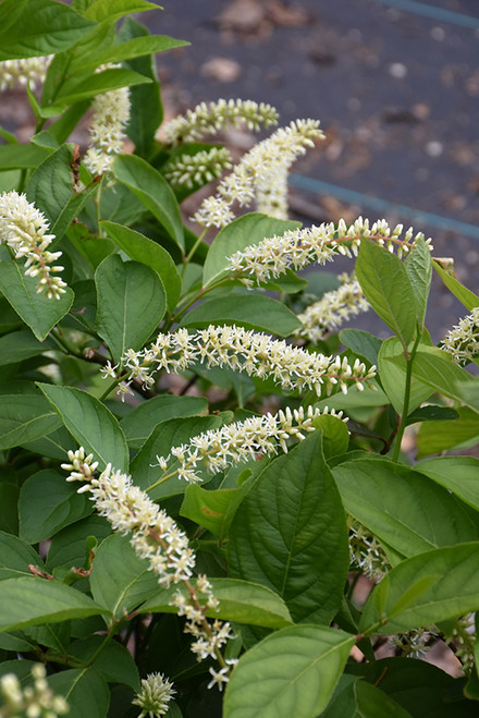 Fizzy Mizzy Virginia Sweetspire (Itea virginica 'SMNIVMM' 1387.3PW) #3 PWINNER