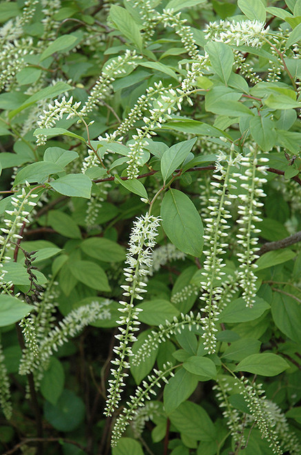 Henry's Garnet Virginia Sweetspire (Itea virginica 'Henry's Garnet' 1138.5) #5 