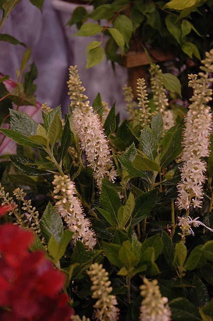 Sixteen Candles Summersweet (Clethra alnifolia 'Sixteen Candles' 1292.3) #3 