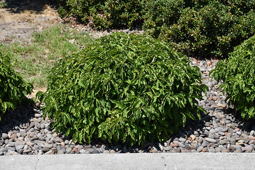 Kelsey Dogwood (Cornus sericea 'Kelseyi' 1049.5) #5 