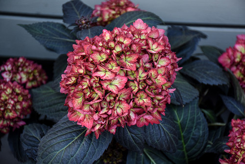 Eclipse Hydrangea (Hydrangea macrophylla 'BAILMACSEVEN' 1607.3) #3 