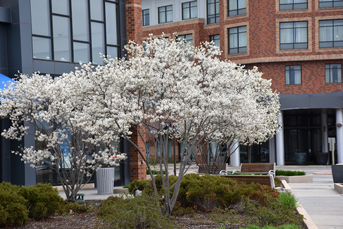 Autumn Brilliance Serviceberry (Amelanchier x grandiflora 'Autumn Brilliance' 1175.536) #5 36-42"