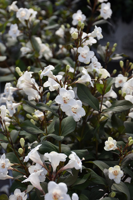 Wine & Spirits Weigela (Weigela florida 'SMNWFGC' 1547.3PW) #3 PWINNER