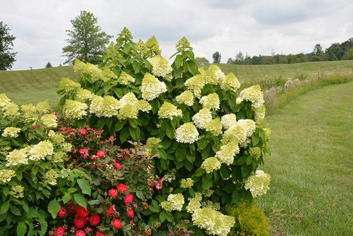 Limelight Prime Hydrangea (Hydrangea paniculata 'SMNHPPH' 1904.3PW) #3 PWINNER