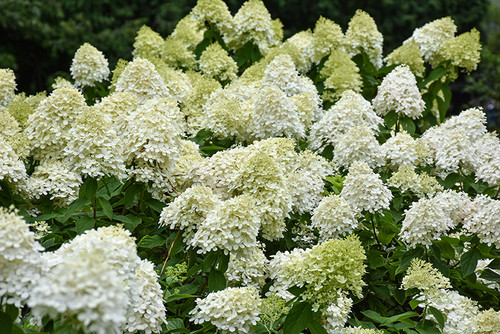 Limelight Prime Hydrangea (Hydrangea paniculata 'SMNHPPH' 1904.3PW) #3 PWINNER