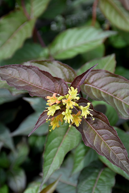 Nightglow Diervilla (Diervilla splendens 'El Madrigal' 1139.3) #3 