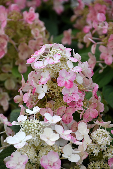 Torch Hydrangea (Hydrangea paniculata 'HPOPR018' 1558.3) #3 