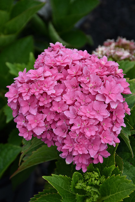 Starfield Hydrangea (Hydrangea macrophylla 'Hortmafarfa' 1269.3) #3 