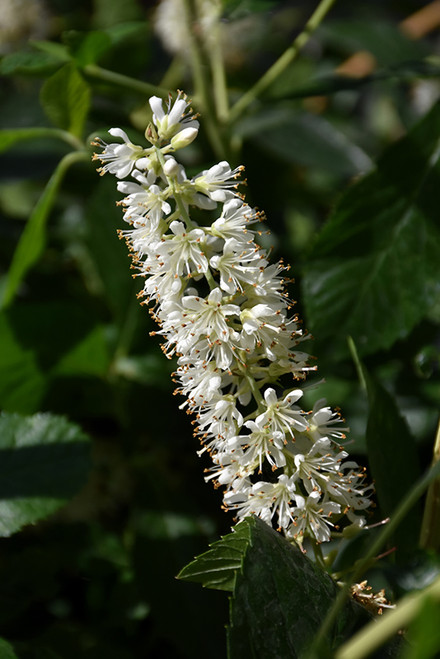 Vanilla Spice Summersweet (Clethra alnifolia 'Caleb' 1213.3PW) #3 PWINNER