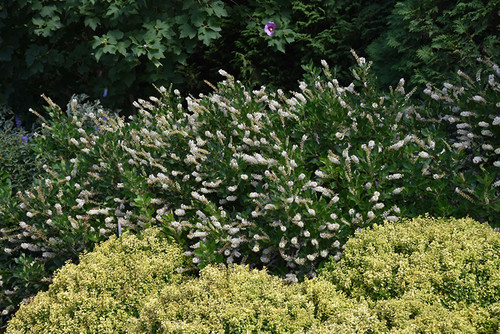 Vanilla Spice Summersweet (Clethra alnifolia 'Caleb' 1213.3PW) #3 PWINNER