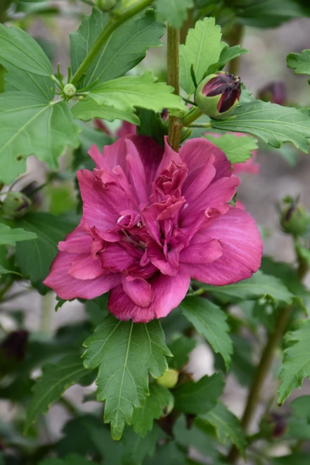 Collie Mullens Rose Of Sharon (Hibiscus syriacus 'Collie Mullens' 1052.3) #3 