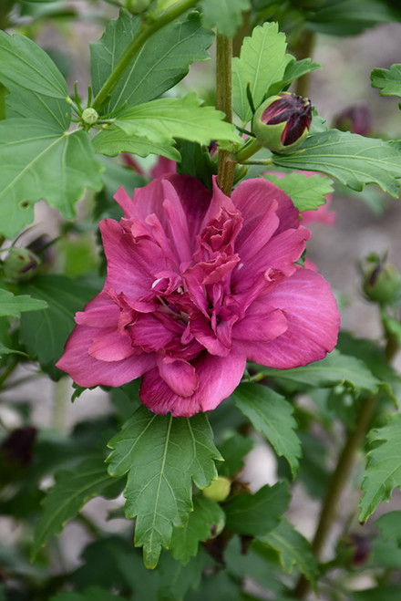 Collie Mullens Rose Of Sharon (Hibiscus syriacus 'Collie Mullens' 1052.3) #3 
